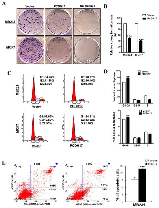 The inhibitory effect of PCDH17 on proliferation in breast tumor cells.