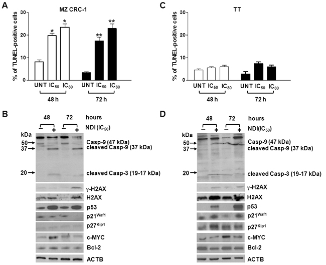 Exposure of MTC cells to NDI resulted in either a cytotoxic or cytostatic effect.