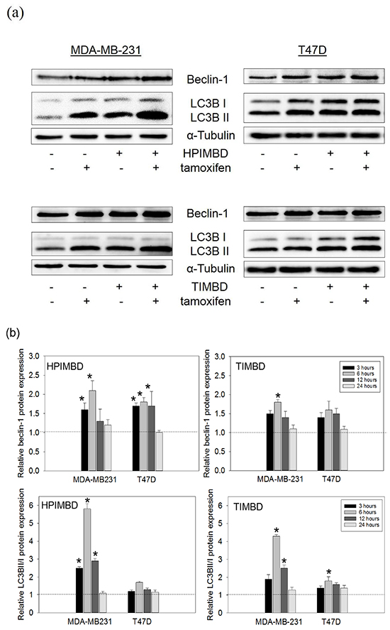 Tamoxifen in combination with HPIMBD or TIMBD, significantly induce autophagy markers beclin-1 and LC3BII in MDA-MB-231, but not in T47D breast cancer cells.