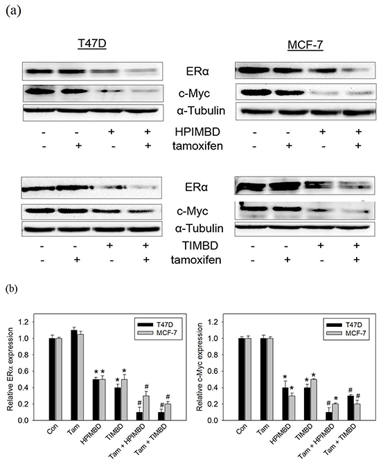 Tamoxifen in combination with HPIMBD or TIMBD, significantly inhibited the protein expressions of ER&#x03B1; and c-Myc in MCF-7 and T47D breast cancer cells.