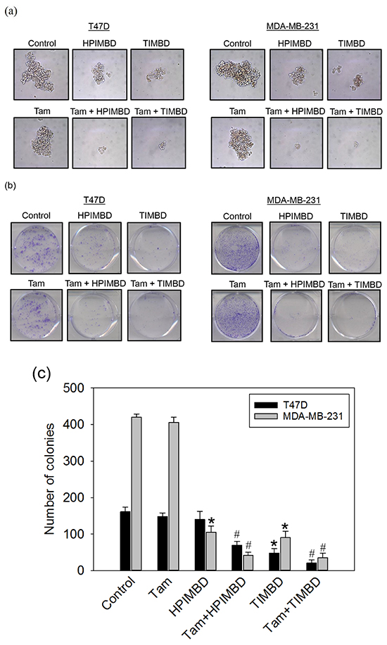 Tamoxifen in combination with HPIMBD or TIMBD, inhibited the spheroid forming and colony forming ability of MDA-MB-231 and T47D breast cancer cells.