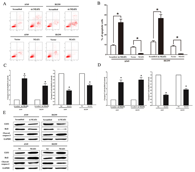 NEAT1 inhibits NSCLC cell apoptosis in vitro.