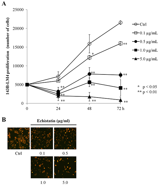 Echistatin decreased proliferation of 143B-LM4 cells in vitro.