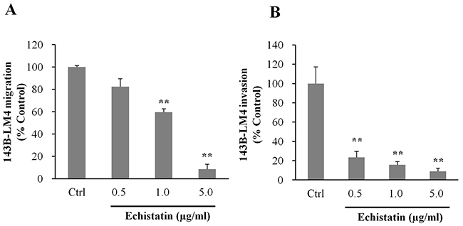 Echistatin decreased migration and invasion of 143B-LM4 cells in vitro.