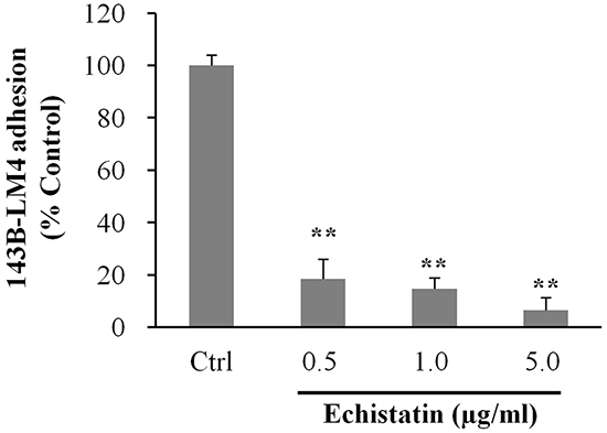 Echistatin decreased adhesion to vitronectin of 143B-LM4 cells in vitro.