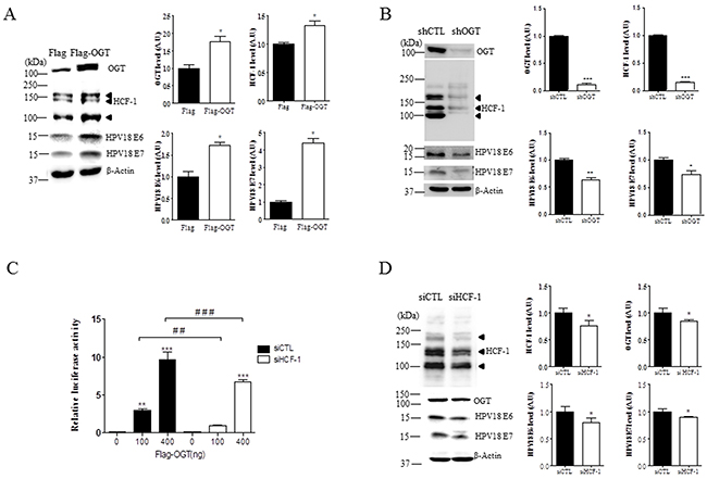 OGT regulates O-GlcNAcylation of HCF-1, and transcriptional activity of E6 and E7 in cervical cancer cells.