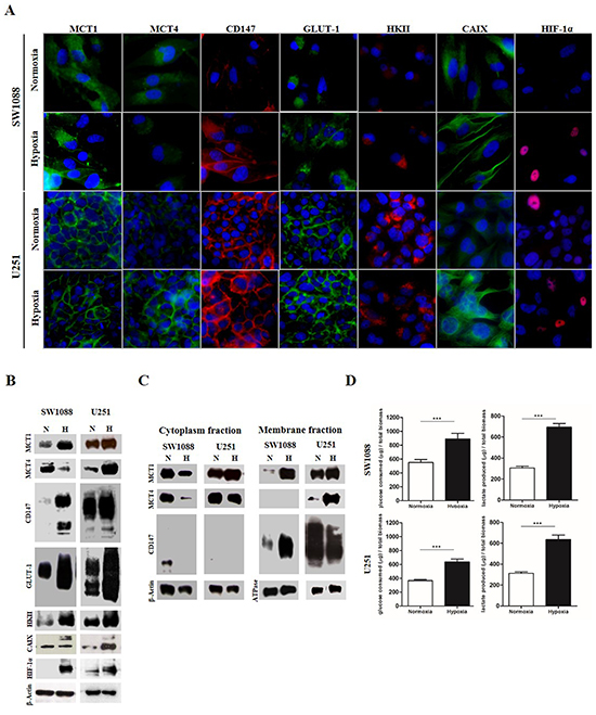 Protein levels, cellular localization and glycolytic metabolism of glioma cells under hypoxia.