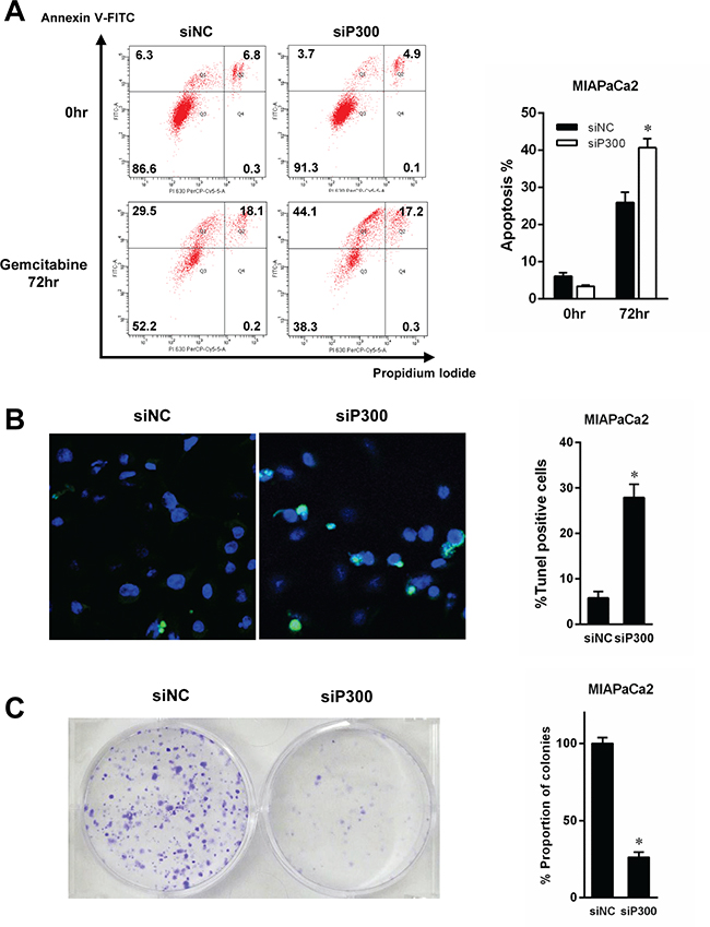 Gemcitabine-induced apoptosis was evaluated by flow cytometry (A) and TUNEL staining (B).