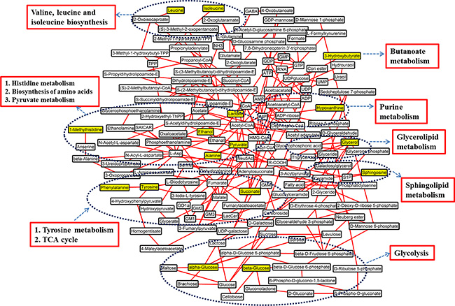 Schematic diagram of human HCC metabolic pathways.