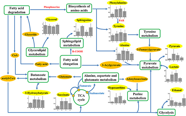 Schematic diagram of human HCC metabolic pathways that are not significant response to TACE or surgical treatments.