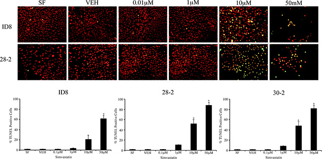 Inhibition of HMG-CoA induces apoptosis of MOSEC in vitro.