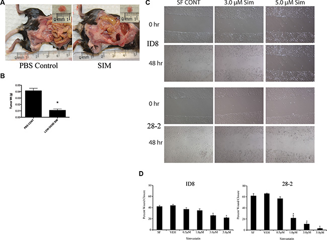 Simvastatin treatment reduces scratch wound healing in vitro and tumor weight in vivo.