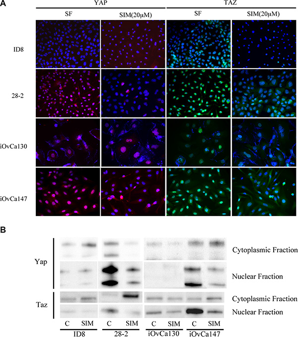 Simvastatin induces change in YAP and TAZ expression from nuclear to cytoplasmic localization in p53MUT EOC cells.