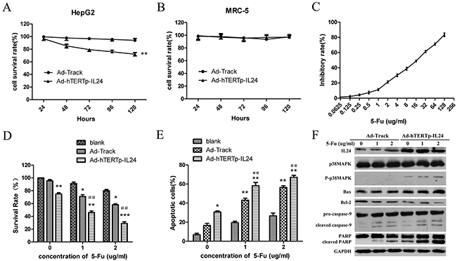 Specific tumor suppressing effects of Ad-hTERTp-IL24 and low dose of 5-Fu could enhance growth inhibition of HepG2 cells.