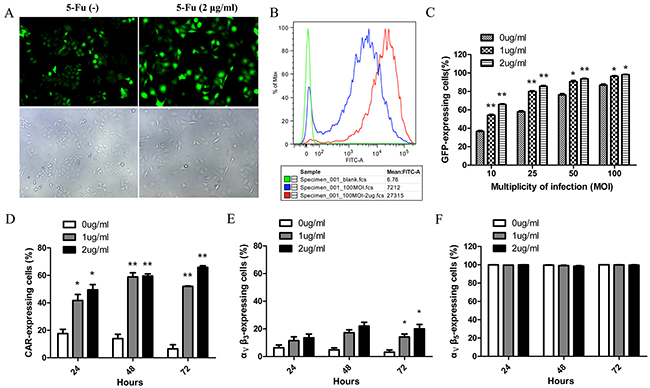 CAR and &#x03B1;&#x03BD;&#x03B2;3 expression levels essential for virus internalization were increased in response to low doses of 5-Fu causing excessive adenoviral uptake.