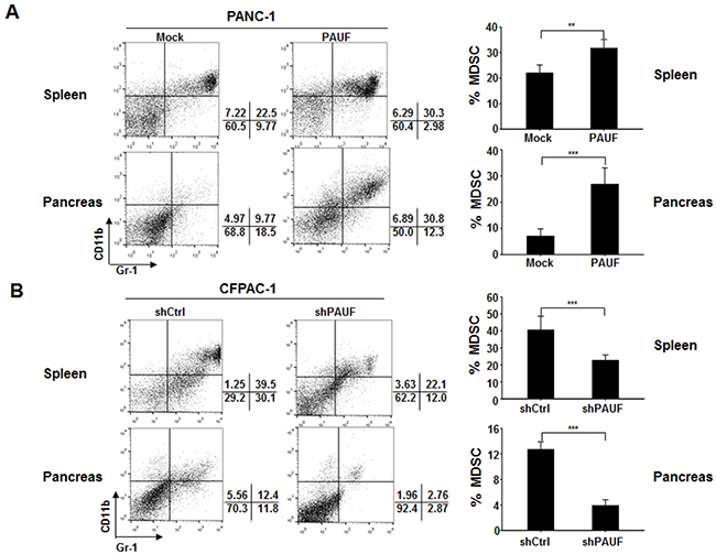 PAUF triggers enhanced MDSC accumulation in pancreatic tumor-bearing mice.