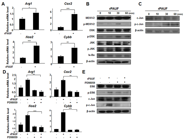 PAUF upregulates immunosuppressive effectors through the ERK signaling cascade in MDSCs.