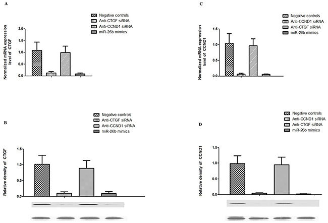 Effect of CTGF siRNA, CCND1 siRNA and miR-26b on the expression of CTGF and CCND1 in rPASMCs.