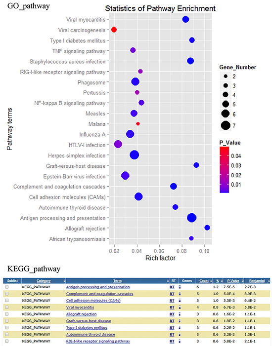 Differentially expressed genes associated pathways analysis.