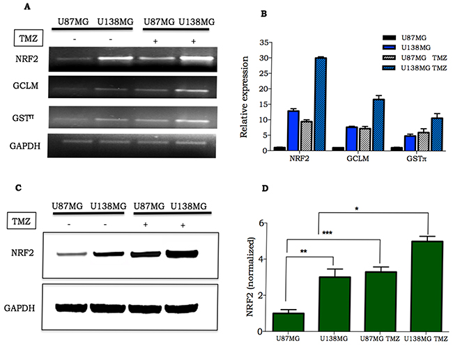 Expression of NRF2 and its target genes in glioma cell lines.