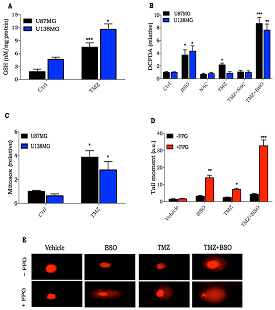 Consequences of oxidative stress induction after TMZ treatment.