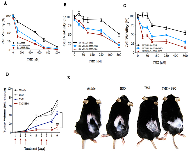 In vitro and in vivo response of melanoma cells to treatment with TMZ in combination with GSH modulators.