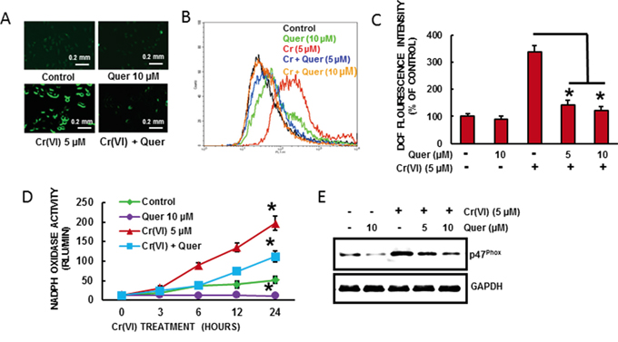 Quercetin inhibits Cr(VI)-induced ROS generation.