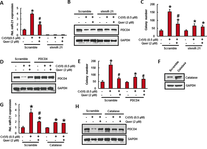 Stable knockdown of miR-21 and overexpression of PDCD4 or catalase in BEAS-2B cells significantly reduces the Cr(VI)-induced cell transformation.