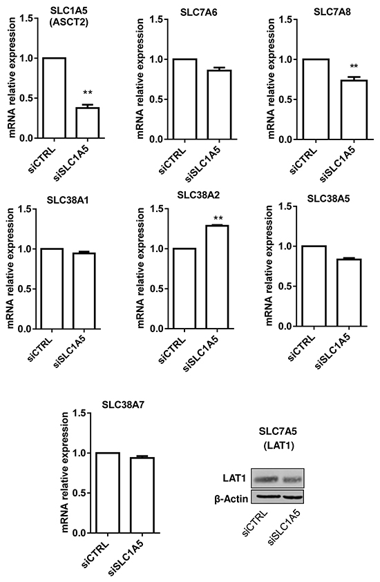 Silencing SLC1A5/ASCT2 marginally influences the expression of other glutamine transporters in HL-60 leukemia cells.