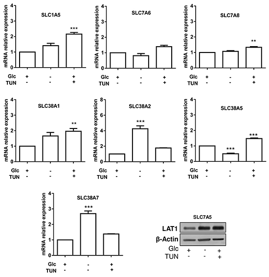 Glycosylation inhibition variably influences the expression of glutamine transporters in HL-60 leukemia cells.