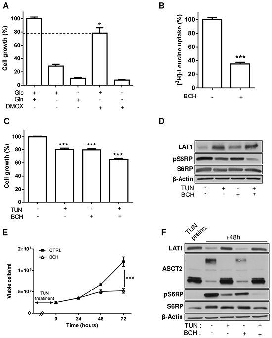 Inhibition of LAT1 increases the growth inhibitory effects resulting from alterations in the glycosylation process.