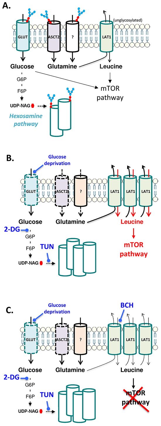 Schematic representation of the interplay between glucose metabolism and glutamine transporters in leukemia cells.