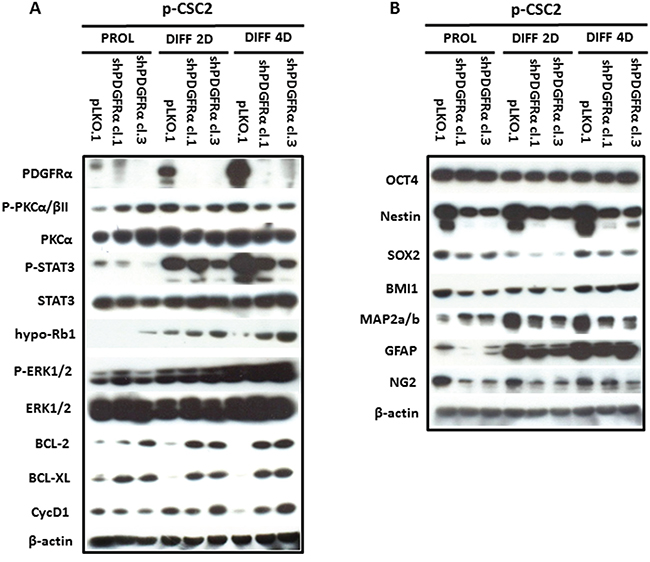 Modulation of multipotency, differentiation and survival markers in PDGFR&#x03B1;-depleted GBM CSC vs control cells.