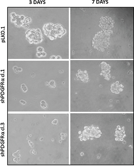Neurospheres formation impairment of PDGFR&#x03B1;-depleted GBM CSC vs control cells.