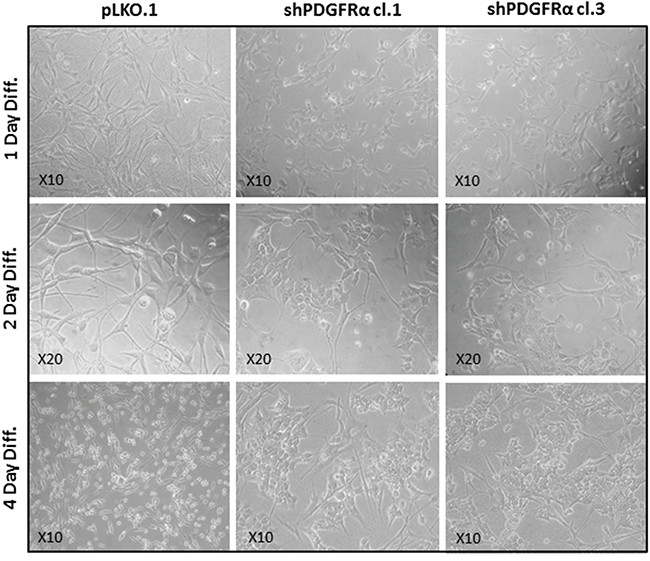 PDGFR&#x03B1;-depleted GBM CSC show phenotypic changes vs control cells.