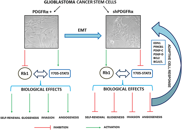 Schematic representation of the biological and molecular effects triggered by depletion of PDGFR&#x03B1; in GBM p-CSC2.