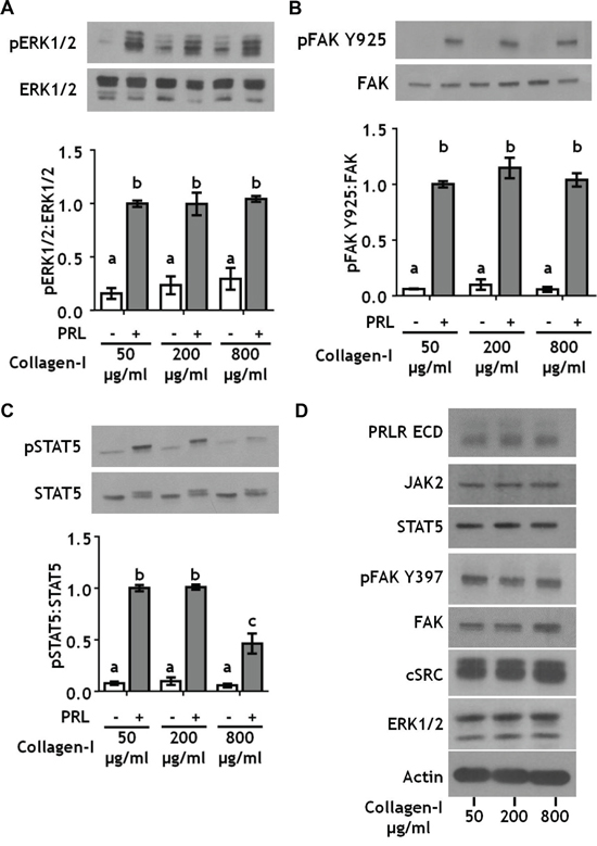 Collagen ligand density does not modulate PRL signals to ERK1/2 or FAK.