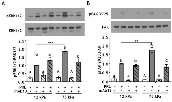 Blocking &#x03B2;1-integrin decreases PRL signals to pERK1/2 and pFAK Y925 in stiff environments.