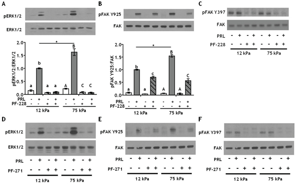 Inhibiting integrin activated FAK at Y397 more efficiently decreases PRL signals to pFAK Y925 in stiff environments.