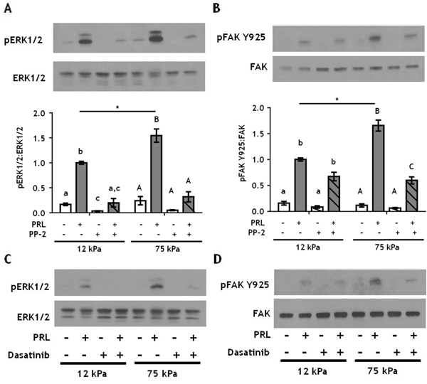 Inhibiting SFKs decreases PRL signals to pFAK Y925 only in stiff environments.