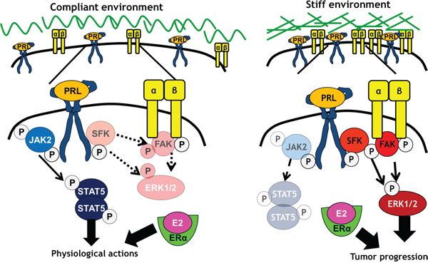 Stiff matrices enhance PRL signals via activation of focal adhesions.