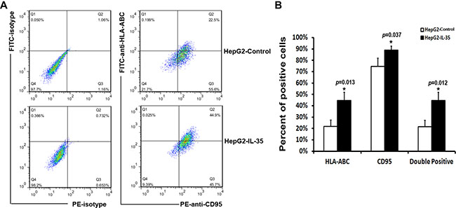 Flow cytometry analysis of the expression of HLA-ABC and CD95 in HepG2 cells.