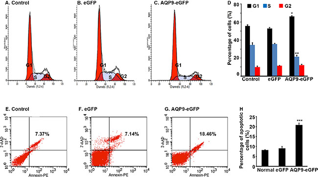 Overexpression of AQP9 in liver cancer cells induces cell cycle arrest and apoptosis.