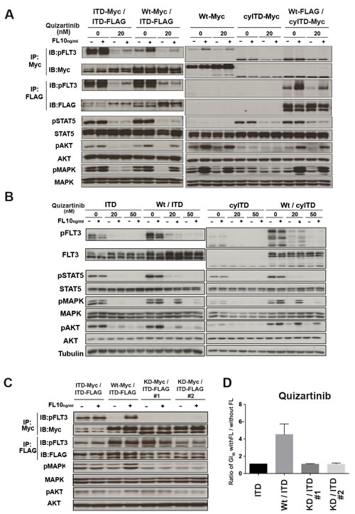 FL-dependent Wt-FLT3 signals reduced the inhibitory effect of FLT3 inhibitors.