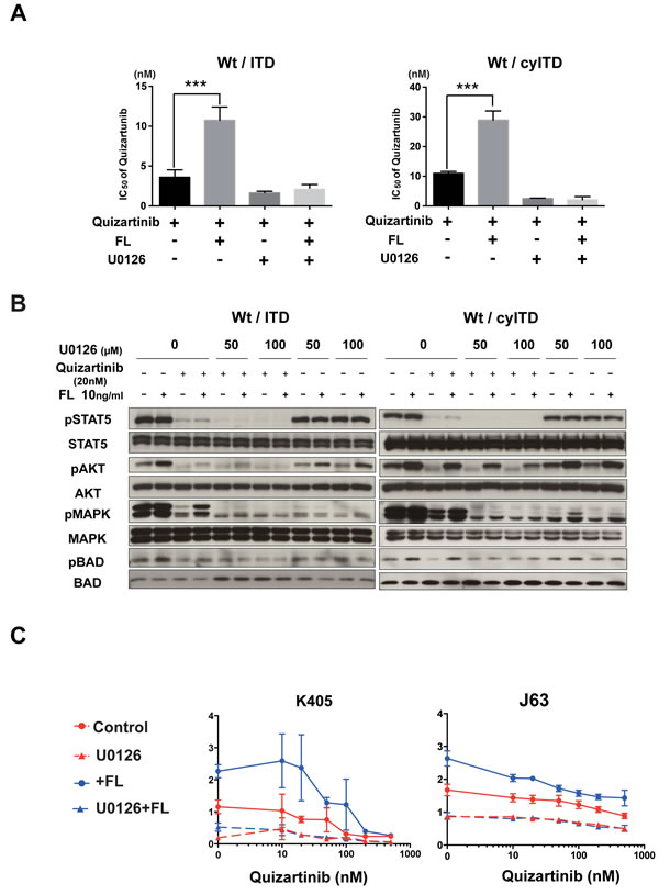The FL-Wt-FLT3-MAPK axis is essential in reduced inhibitory effects of FLT3 inhibitors.