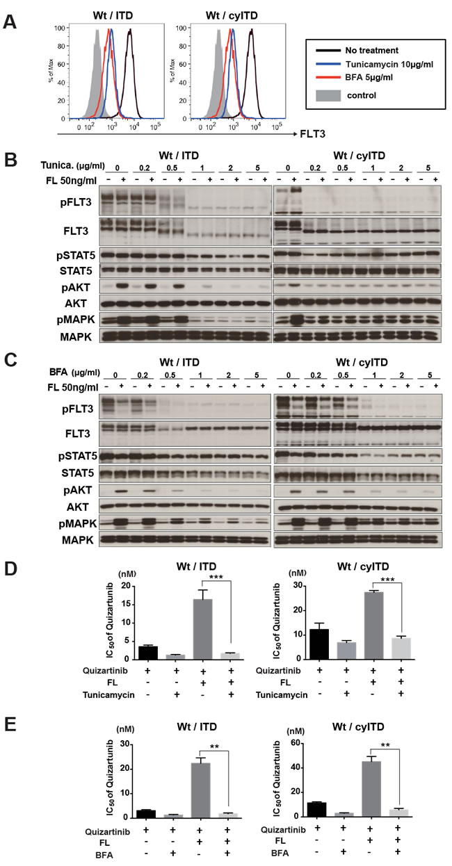 Cell surface localization of Wt- FLT3 is crucial to FL induced resistance to FLT3 inhibitors.