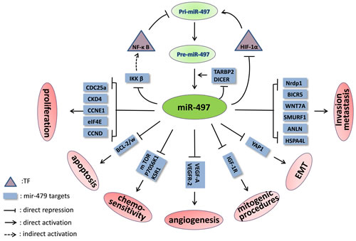 The signaling pathways and feedback loops in which miR-497 is involved.