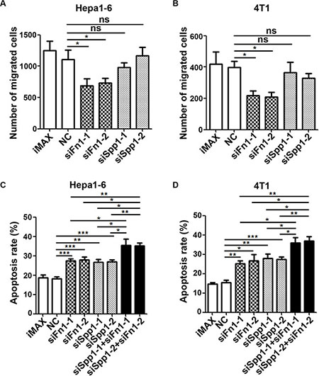 Silencing of FN1 or SPP1 in fibrotic lung-derived fibroblasts attenuates the chemoattracting and anti-apoptosis activity of CM-FLF.
