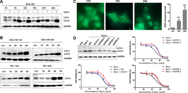 Autophagy is involved in Gyp-L-induced cell death.