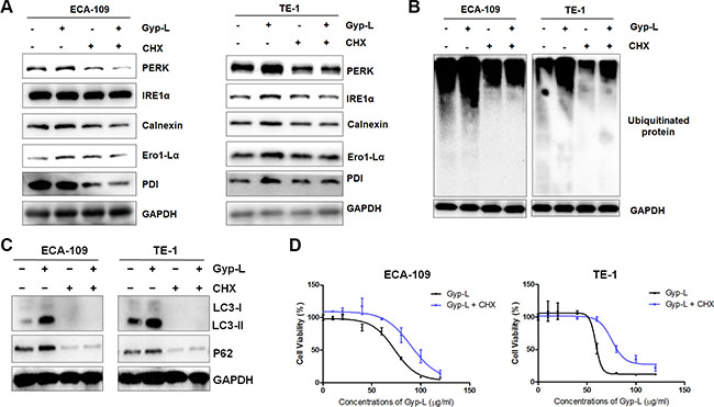 Protein synthesis contributes to Gyp-L-induced ER stress and cell death.